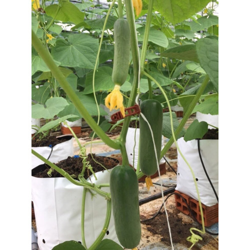 Kẹp thân cây leo nông nghiệp